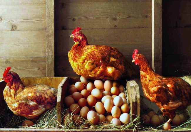 فروش مرغ تخمگذار در شهرکرد - سپید طیور